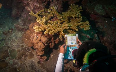 PADI Underwater Naturalist Specialty Course