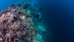 Diving Lobstar wall, Mabul Island